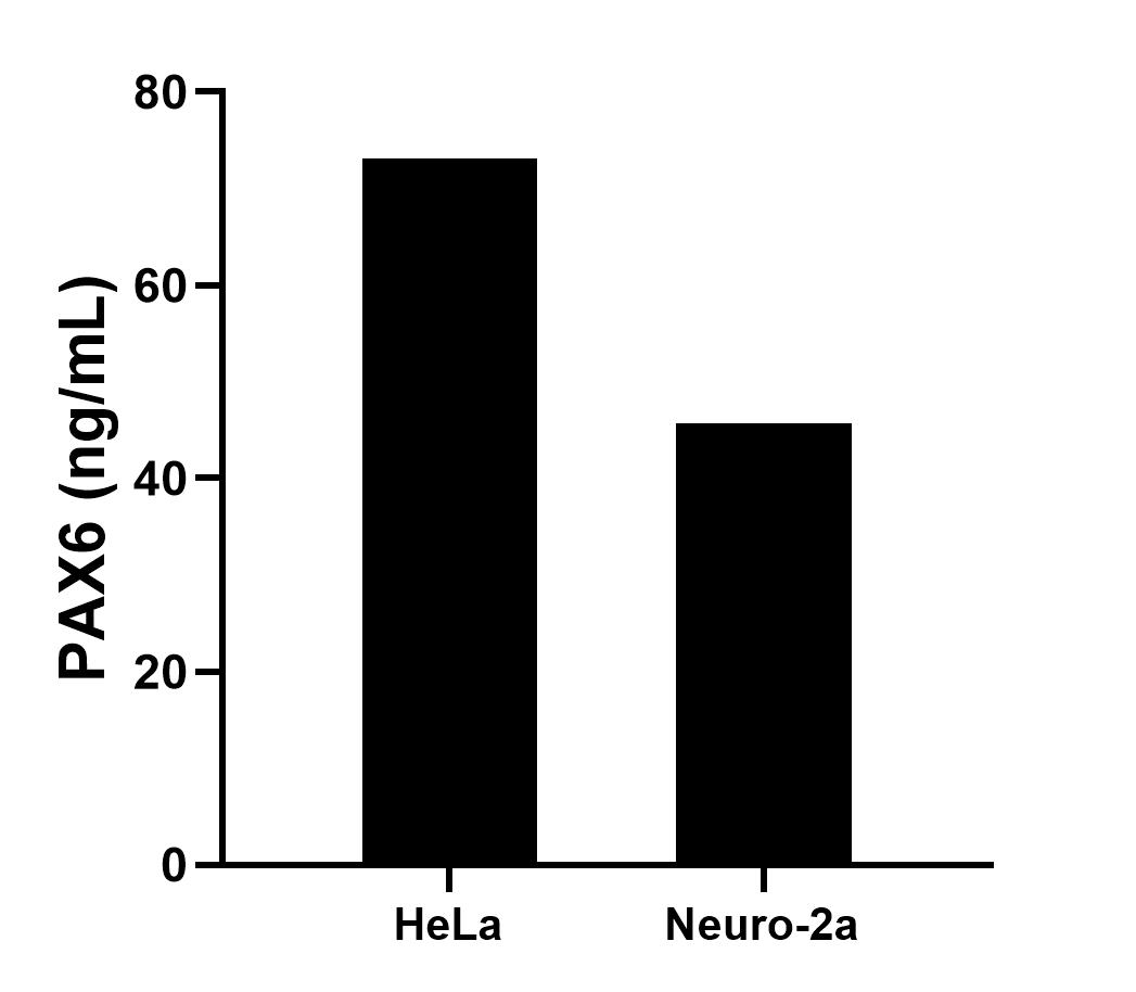 The mean PAX6 concentration was determined to be 73.1 ng/mL in HeLa cell extract based on a 2.8 mg/mL extract load and 45.8 ng/mL in Neuro-2a cell extract based on a 2.3 mg/mL extract load. 